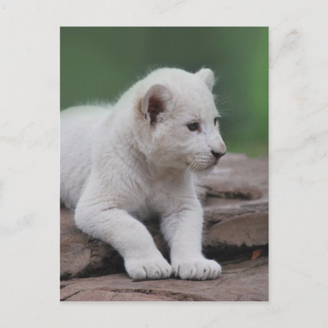 Carte Postale Bébé lionceau blanc 2 (Devant)