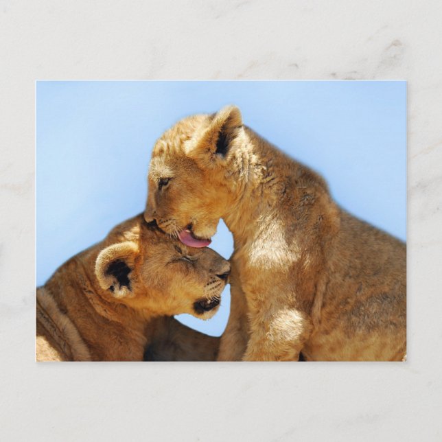Carte Postale Bébé lions amour (Devant)