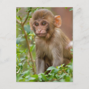 Carte Postale Bébé Macaque Rhésus, Temple du Singe, Jaipur