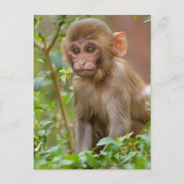 Carte Postale Bébé Macaque Rhésus, Temple du Singe, Jaipur (Devant)