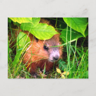 Carte Postale Bébé marmotte mignonne Marmotte Marmot Canada
