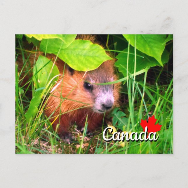 Carte Postale Bébé marmotte mignonne Marmotte Marmot Canada (Devant)