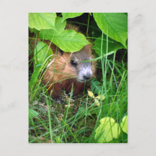 Carte Postale Bébé Marmotte Petite Hull Québec Canada