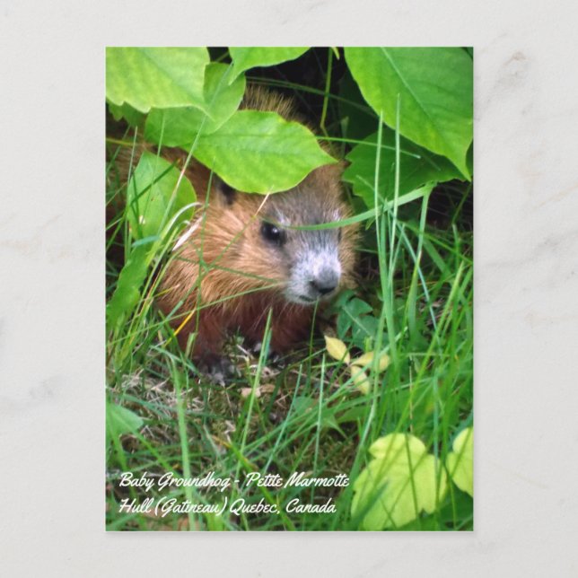 Carte Postale Bébé Marmotte Petite Marmotte Printemps au Canada (Devant)