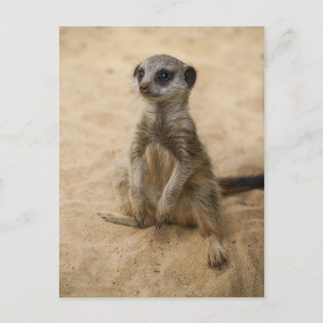 Carte Postale Bébé Meerkat Assis Dans Le Sable (Devant)