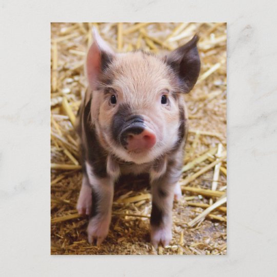 Carte Postale Bebe Mignon Animaux De La Ferme Des Porcs Barnyard Zazzle Fr