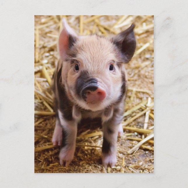 Carte Postale Bébé mignon Animaux de la ferme des porcs Barnyard (Devant)