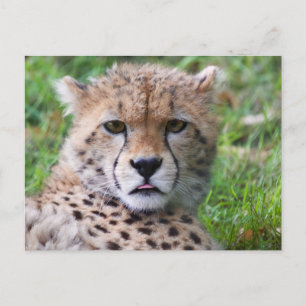 Carte Postale Bébé mignon Cheetah gros visage