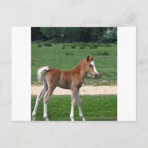 Carte Postale Bébé mignon Destin Dons Cadeaux Springtime Adorabl