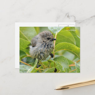 Carte Postale Bébé mignon et humide Bushtit Songbird sur Laurel