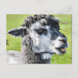 Carte Postale Bébé mignon Llama