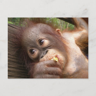 Carte Postale Bébé mignon Orangutan Rêves de maman