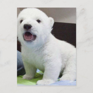 Carte Postale bébé mignon polarbear