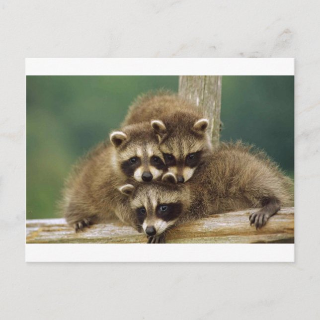 Carte Postale Bébé mignon Raccoon (Devant)
