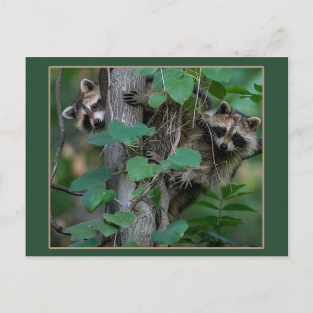 Carte Postale Bébé mignon Raccoons /Bordure (Devant)