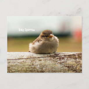 Carte Postale Bébé mignon Sparrow Bird Photo