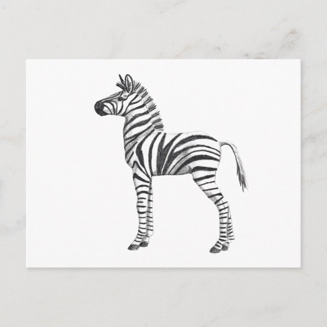 Carte Postale Bébé mignon Zebra Dessin (Devant)