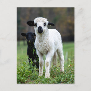 Carte Postale Bébé mignonne Lampe Ewe - Animaux de ferme amusant