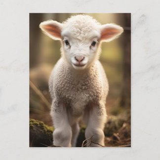 Carte Postale Bébé mignonne Lampe Ewe - Animaux de ferme amusant