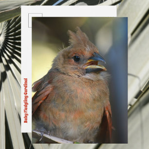 Carte Postale Bébé Oiseau Cardinal Jeune Mignonne Photo Faune