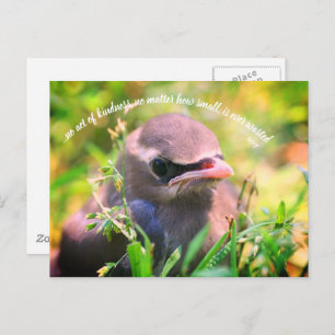 Carte Postale Bébé Oiseau Inspiration Actes De Bonté Citation