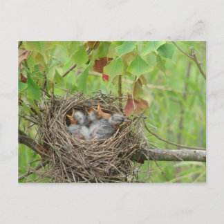 Carte Postale Bébé Oiseaux
