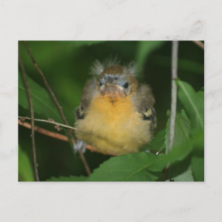 Carte postale Bébé Oriole Bird Nature