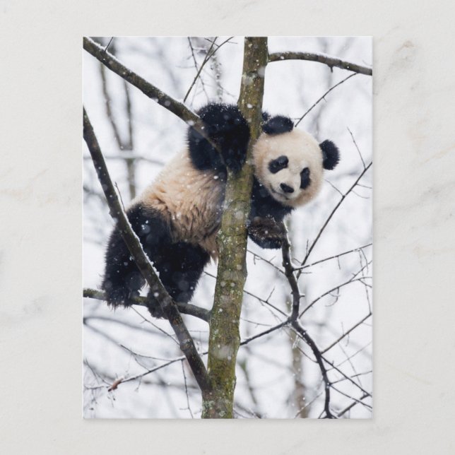 Carte Postale Bébé Panda dans l'arbre (Devant)