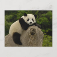 Bébé panda géant