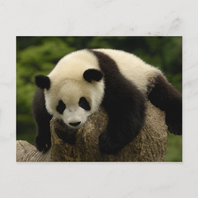 Carte Postale Bébé panda géant (Ailuropoda melanoleuca) (Devant)