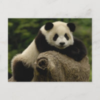 Bébé panda géant Ailuropoda melanoleuca)
