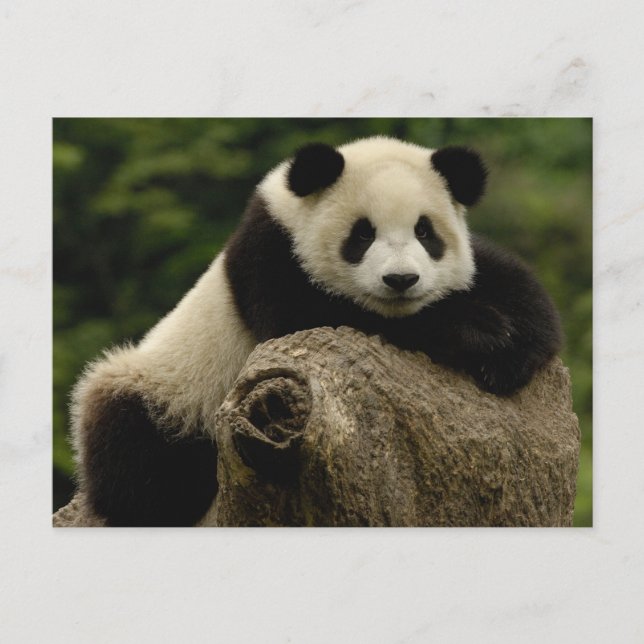 Carte Postale Bébé panda géant Ailuropoda melanoleuca) (Devant)