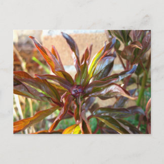 Carte Postale Bébé Peony Bud