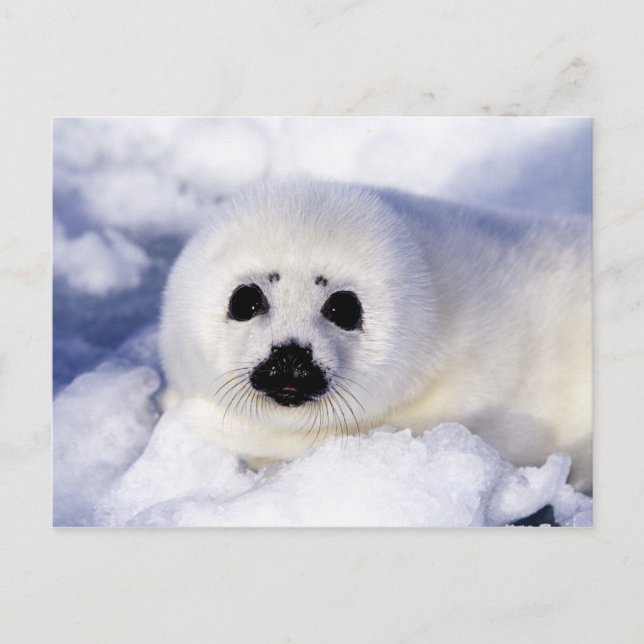 Carte Postale Bébé phoque sur glace golfe du Saint-Laurent, (Devant)