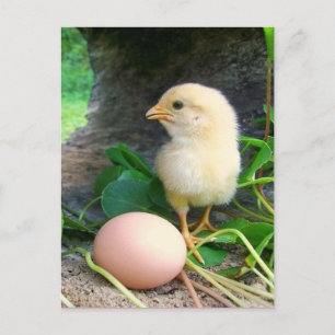 Carte Postale Bébé Poulets De Poule Avec Oeuf Rose