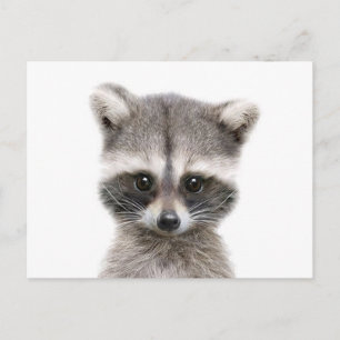 Carte Postale bébé raccoon dit bonjour.