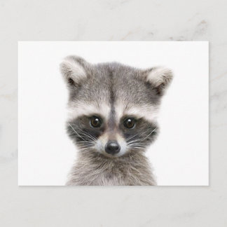 Carte Postale bébé raccoon dit bonjour.