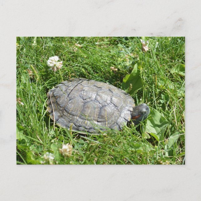 Carte Postale Bébé rouge oreille tortue coulissante (Devant)