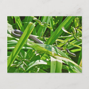 Carte Postale Bébé Serpent de rat noir - Elaphe obsoleta obsolet