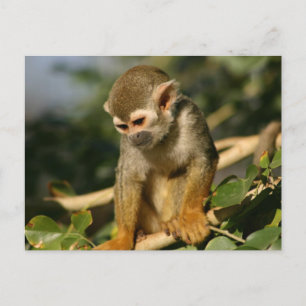 Carte Postale Bébé singe
