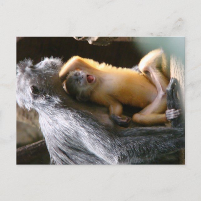 Carte Postale Bébé singe (Devant)