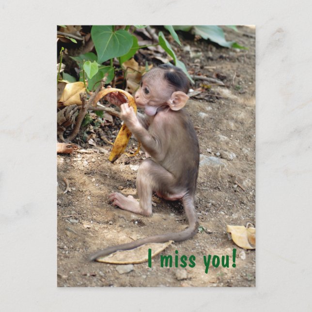 Carte Postale Bébé singe (Devant)