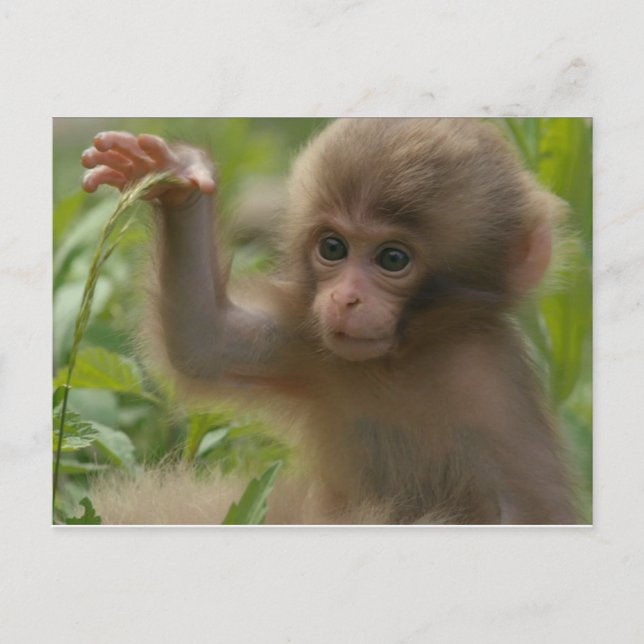 Carte postale - Bébé singe des neiges (Devant)