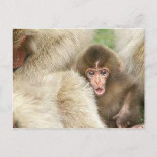 Carte Postale Bébé singe des neiges, Jigokudani, Nagano, Japon