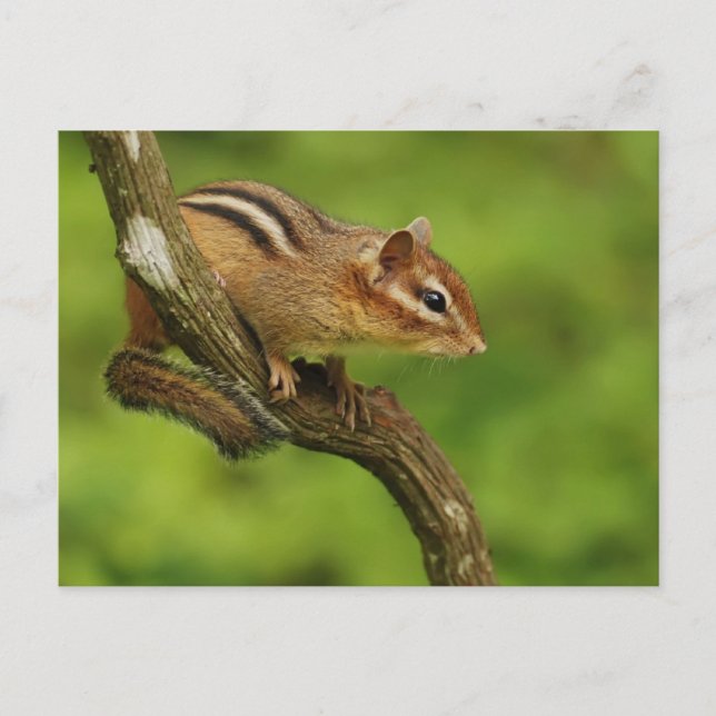 Carte Postale Bébé Tamia dans un Arbre (Devant)