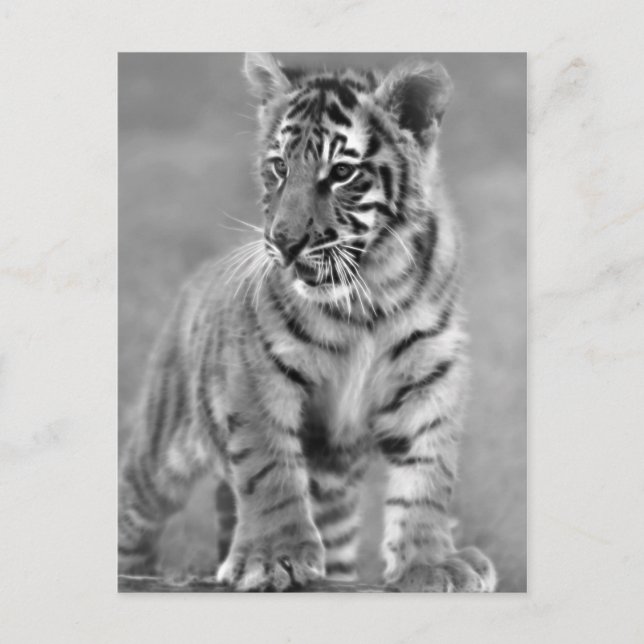 Carte Postale Bébé Tigre en noir et blanc (Devant)