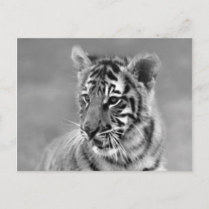 Carte Postale Bébé Tigre en noir et blanc