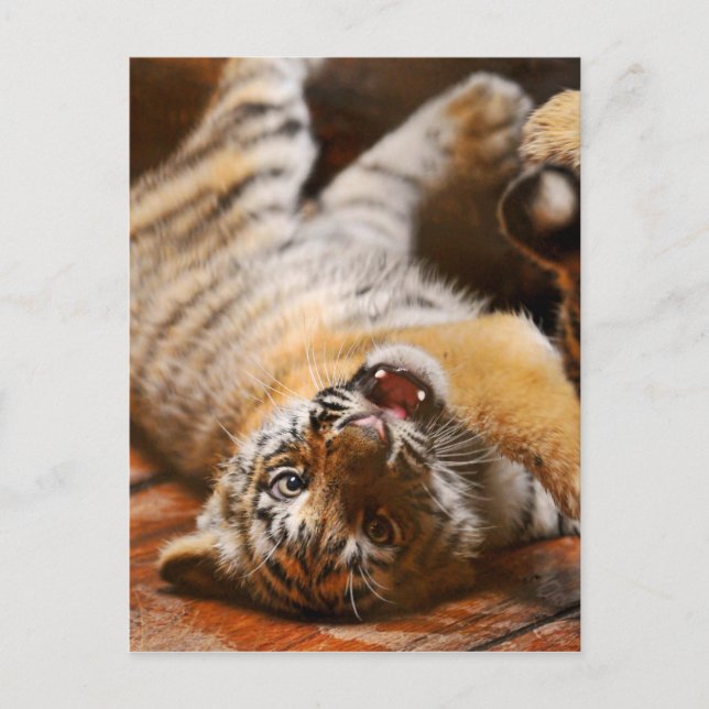 Carte Postale Bébé Tigre rouler sur son dos (Devant)