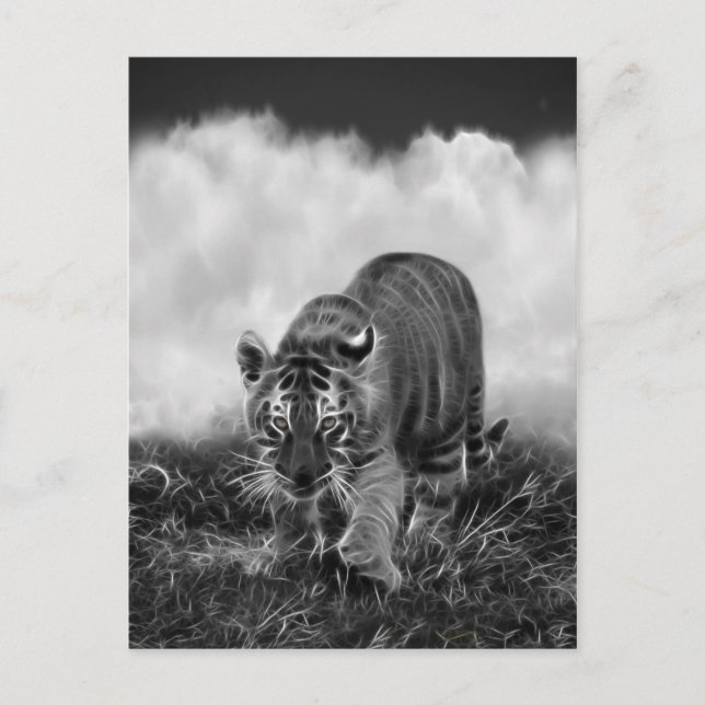 Carte Postale Bébé tigre traquant en noir et blanc (Devant)