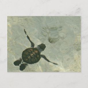 Carte Postale Bébé Tortue De Mer Se Baignant Dans La Mer